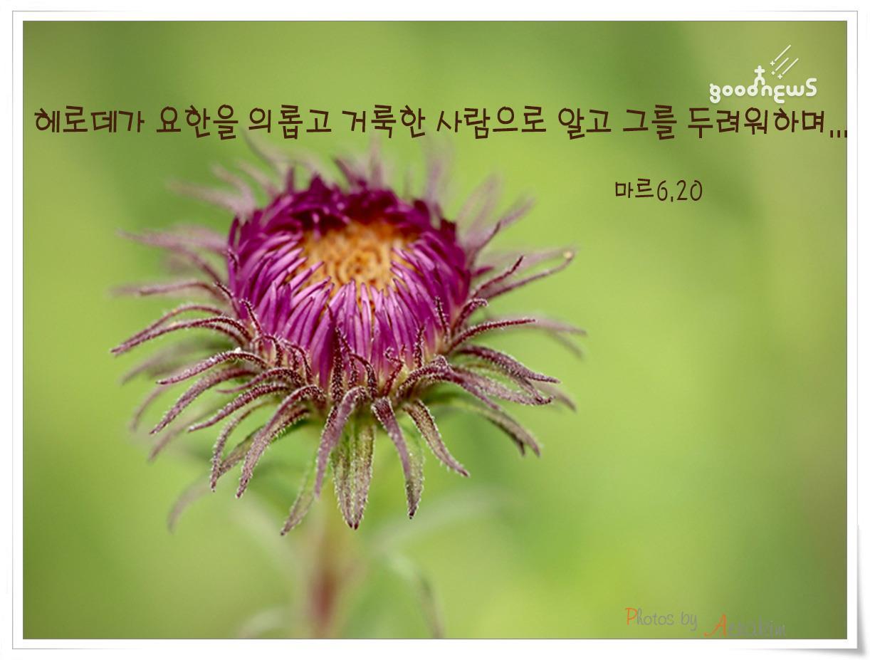 성 요한 세례자의 수난 기념일 - 여정성경봉사자 - 974